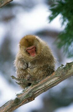 Japanese Macaque, macaca fuscata, Young standing on Branch, Hokkaido Island in Japan