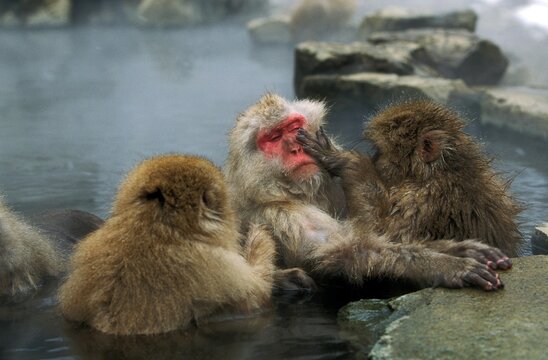 Japanese Macaque, macaca fuscata, Adults soaking in Hot Spring, Hokkaido Island in Japan