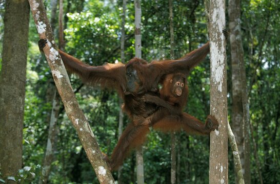 Orang Utan, pongo pygmaeus, Female with Young Hanging from Branch, Borneo