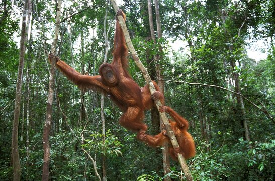 Orang Utan, pongo pygmaeus, Female with Young Hanging from Branch, Borneo