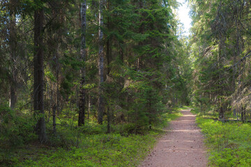 Fototapeta premium Pine forest summer day magical view, orton effect