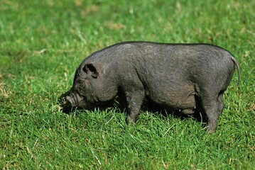 Vietnamese Pot-Bellied Pig, sus scrofa domesticus, Female standing on Grass