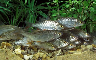 Roach, rutilus rutilus