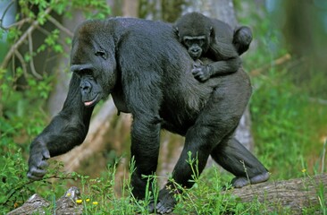Gorilla, gorilla gorilla, Female with Baby