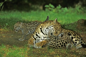 Fototapeta na wymiar Jaguar, panthera onca, Female with Cub Suckling