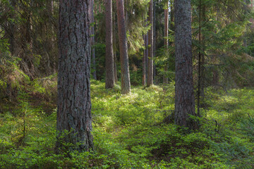 Pine forest summer day magical view, orton effect