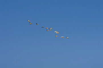 A flock of swans in the morning blue sky.