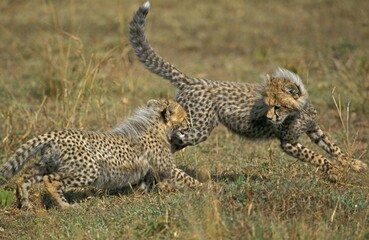 Cheetah, acinonyx jubatus, Cub playing, Masai Mara Park in Kenya