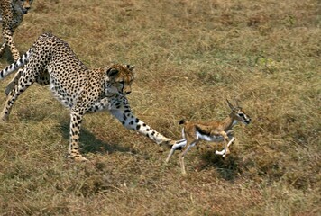 Fototapeta na wymiar Cheetah, acinonyx jubatus, Adults hunting a Thomson's Gazelle, Masai Mara Park in Kenya