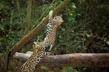 Fototapeta na wymiar Jaguar, panthera onca, Cub playing on Branch