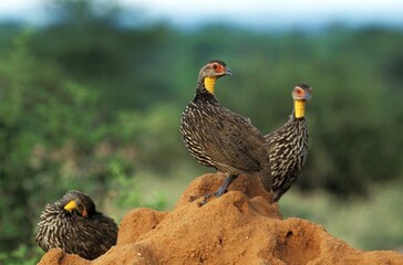 Yellow-Necked Spurfowl, francolinus leucoscepus, Group of Adults standing on Termite Hill, Kenya