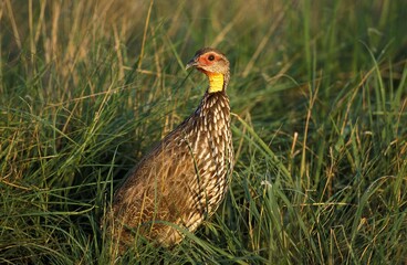 Yellow-Necked Spurfowl, francolinus leucoscepus, Adult standing in Long Grass, Kenya