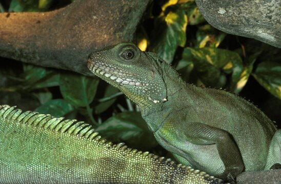 Chinese Water Dragon, physignathus cocincinus, Adult