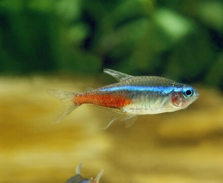 Neon Tetra, paracheirodon innesi, Aquarium Fish