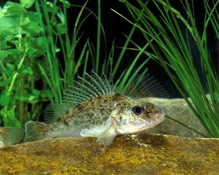 Ruffe, Gymnocephalus Cernua, Adult