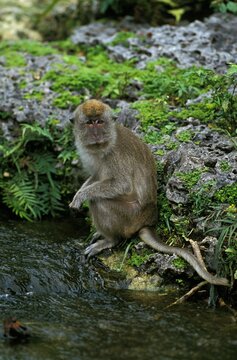 Long Tailed Macaque, macaca fascicularis, Adult standing near River