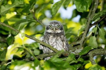 Little Owl, athene noctua, Young standing on Branch, Normandy