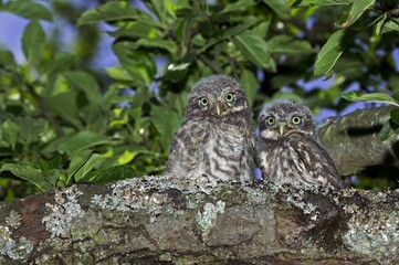 Little Owl, athene noctua, Youngs standing on Branch, Normandy