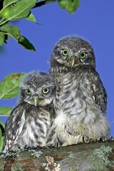 Little Owl, athene noctua, Young standing on Branch, Normandy
