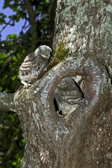 Little Owl, athene noctua, Young standing at Nest Entrance, Normandy