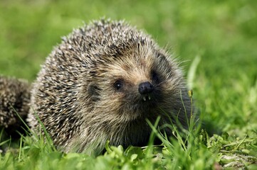 European Hedgehog, erinaceus europaeus, Female standign on Grass, Normandy in France