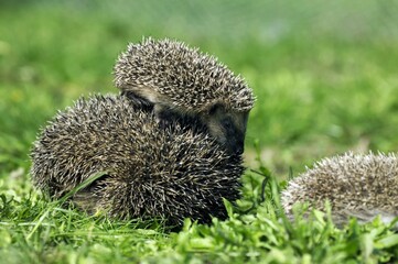 European Hedgehog, erinaceus europaeus, Female with Baby, Normandy in France © slowmotiongli