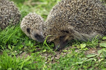 European Hedgehog, erinaceus europaeus, Female with Baby, Normandy in France © slowmotiongli