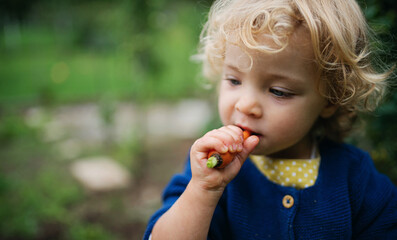 Small girl eating baby carrot outdoors in garden, sustainable lifestyle concept.