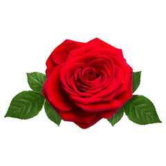 Beautiful red rose isolated on white background close-up.