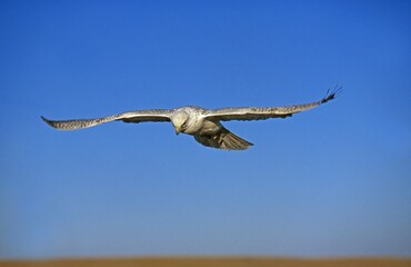 Gyrfalcon, falco rusticolus, Adult in Flight against Blue Sky, Canada