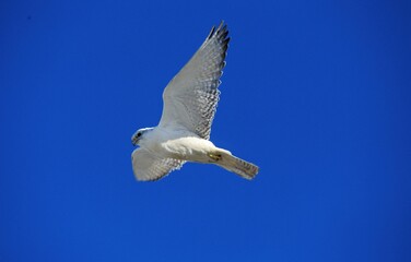 Gyrfalcon, falco rusticolus, Adult in Flight against Blue Sky, Canada