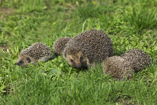 European Hedgehog, erinaceus europaeus, Female with Babies, Normandy in France