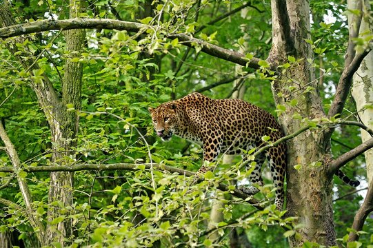 Sri Lankan Leopard, panthera pardus kotiya, Adult standing in Tree