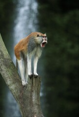 Patas Monkey, erythrocebus patas, Male standing on Branch, Calling