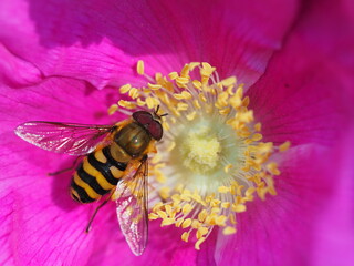 Wasp on a flower