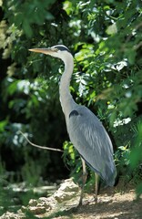 Fototapeta premium Grey Heron, ardea cinerea, Adult
