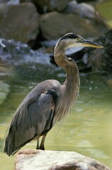 Fototapeta premium Grey Heron, ardea cinerea, Adult standing in Water