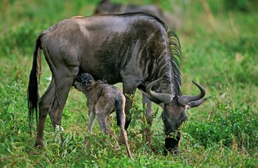 Blue Wildebeest, connochaetes taurinus, Female with Newborn Calf, Baby Suckling, Serengeti Park in Tanzania