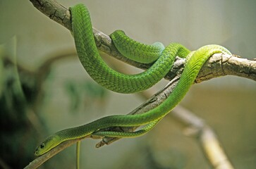 Green Mamba, dendroaspis angusticeps, Adult standing on Branch, Tanzania