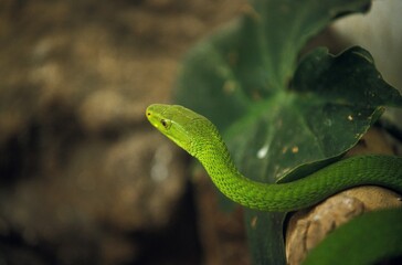 Green Mamba, dendroaspis angusticeps, Adult, Tanzania