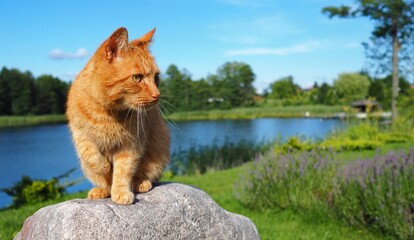 Cat in a beautiful scenery © Micha