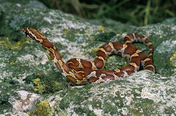 Corn Snake or Rat Snake, elaphe guttata, Adult standing on Rock