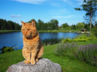 Cat in a beautiful scenery © Micha