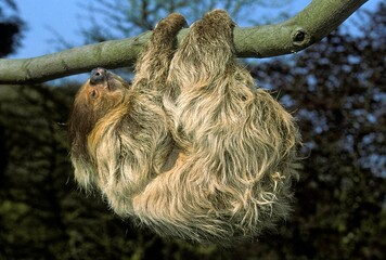Two Toed Sloth, choloepus didactylus, Adult hanging from Branch