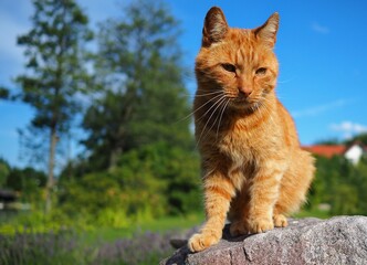 Cat in a beautiful scenery © Micha