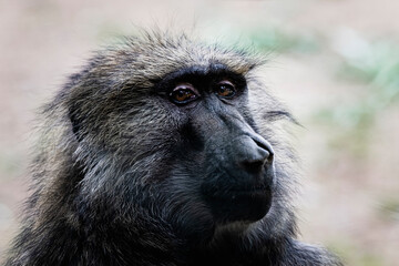 Portrait d'un singe mandrill avec une malformation au nez