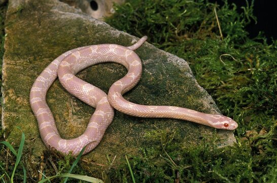 Corn Snake or Rat Snake, elaphe guttata, Albino Adult