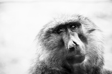 Portrait d'un singe mandrill avec une malformation au nez