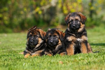 German Shepherd Dog, Pups standing on Grass