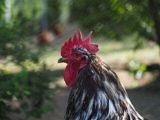 Rooster © Micha